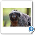 Affenzoo "Apenheul" - Wei&szlig;kopfsaki