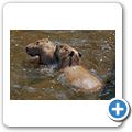 Affenzoo "Apenheul" - Wasserschwein