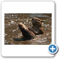 Affenzoo "Apenheul" - Wasserschwein