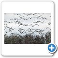 Wildg&auml;nse