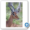 Impala