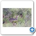 Wasserbock