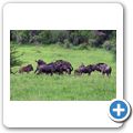 Gnu