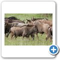 Gnu