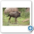Gnu