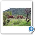Elefant