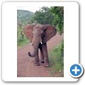 Elefant