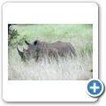 Breitmaulnashorn