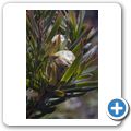 Baskloof Private Nature Reserve - Fynbos