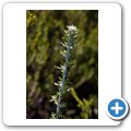 Baskloof Private Nature Reserve - Fynbos