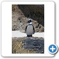 Simon's Town - Pinguin-Kolonie am Boulders Beach