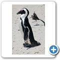 Simon's Town - Pinguin-Kolonie am Boulders Beach