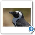 Simon's Town - Pinguin-Kolonie am Boulders Beach