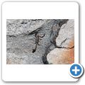 Skorpion