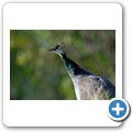Pfau