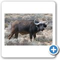 Inverdoorn Game Reserve - Kaffernb&uuml;ffel