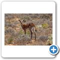 Inverdoorn Game Reserve - Letschwe Antilope