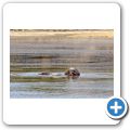 Inverdoorn Game Reserve - Flusspferd