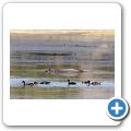 Inverdoorn Game Reserve - Flusspferd
