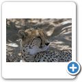 Inverdoorn Game Reserve - Gepard