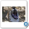 Inverdoorn Game Reserve - Gepard