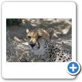 Inverdoorn Game Reserve - Gepard
