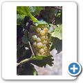 Robertson Wine Route - Weinanbau