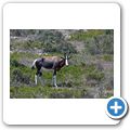 Buntbock