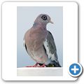 Nacktaugentaube