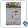 Flamingos