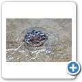 Qualle