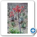 Aloe Vera Plantage