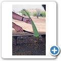 Aloe Vera Plantage