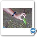 Aloe Vera Plantage