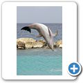 Sea Aquarium Park - Delfin-Show