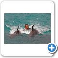 Sea Aquarium Park - Delfin-Show