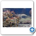 Sea Aquarium Park - Hummer