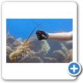 Sea Aquarium Park - Hummer