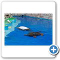 Sea Aquarium Park - verletzte Karettschildkr&ouml;ten