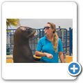 Sea Aquarium Park - Seel&ouml;wen-Show