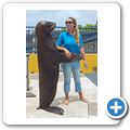 Sea Aquarium Park - Seel&ouml;wen-Show