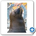 Sea Aquarium Park - Seel&ouml;wen-Show