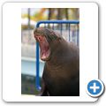 Sea Aquarium Park - Seel&ouml;wen-Show