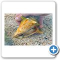 Sea Aquarium Park - Streichelbecken - Schnecke