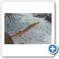 Trompetenfisch