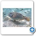 Papageifisch