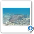 Papageifisch
