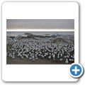 Lamberts Bay - Bird Island Reserve - Kapt&ouml;lpel