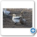 Lamberts Bay - Bird Island Reserve - Kapt&ouml;lpel