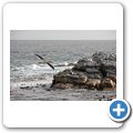 Lamberts Bay - Bird Island Reserve - Kapt&ouml;lpel